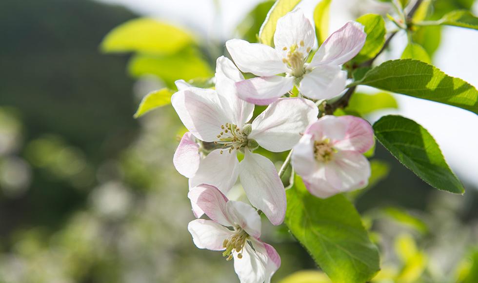 Apfelblüte im Meraner Land