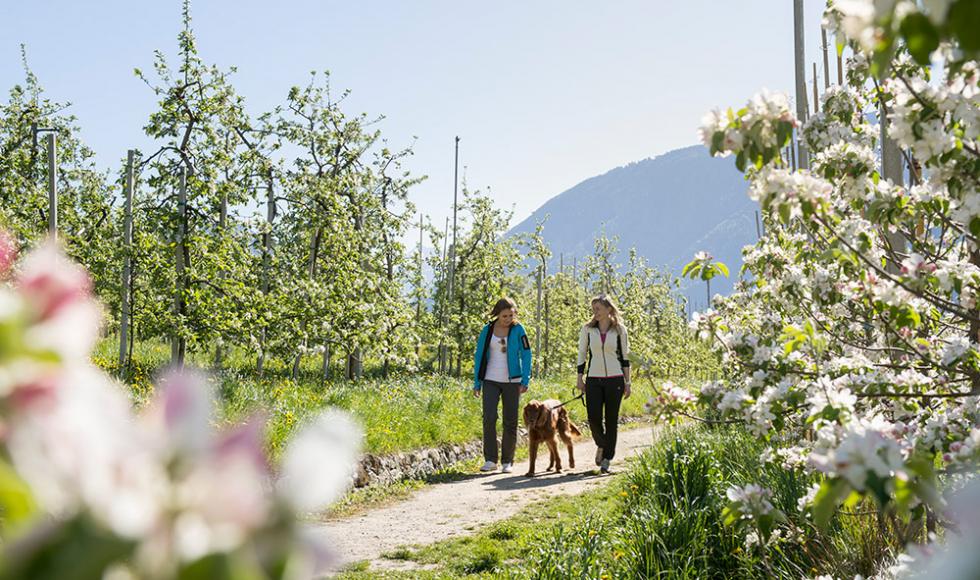 Blühende Obstwiesen − Spaziergänger mit Hund im Meraner Land